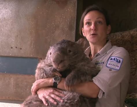 Meet Patrick, the Biggest, Oldest Wombat in the World | Wombat, Cute animals, Common wombat