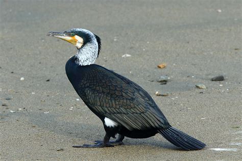 Canon Bird Branch Project | Biodiversity Initiatives | Bird photo guide ...