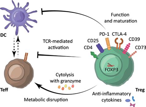 Top 7 how metabolic pathways are regulated in the cell 2022