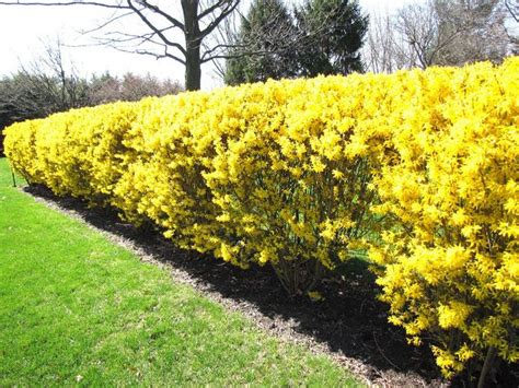 Spring Forsythia Hedge 1 | Landscape design, Landscape, Landscape timbers