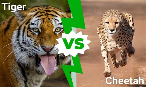 Tiger vs. Cheetah: Which Big Cat Would Win a Fight? - A-Z Animals