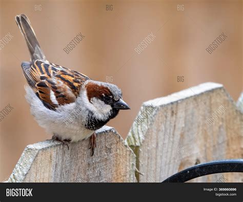 Brown Finch Wildlife Image & Photo (Free Trial) | Bigstock