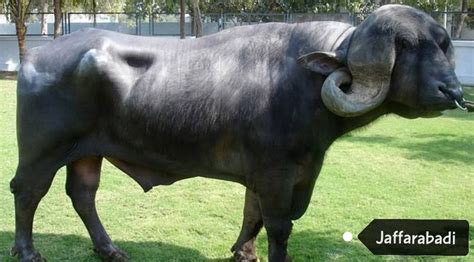 Most Popular Buffalo Breeds of India.