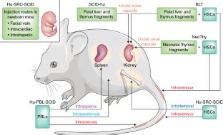 Humanized immune system mouse models: progress, challenges and ...