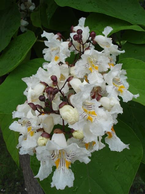 Northern Catalpa (catawba) Tree White Flowers Stock Image - Image of ...