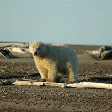 GUEST PHOTOS — Alaska Polar Bear Tours