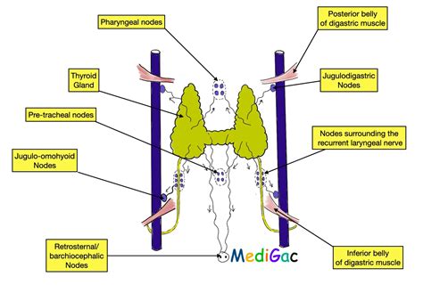 Let’s Know about the Thyroid gland anatomy – MediGac