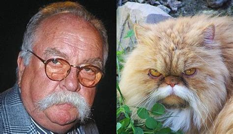 5 Cats That Look Like Wilford Brimley | Mustache cat, Funny animals, Cats