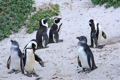 Everyone wants to know about Penguins in Cape Town | Hike Addicts