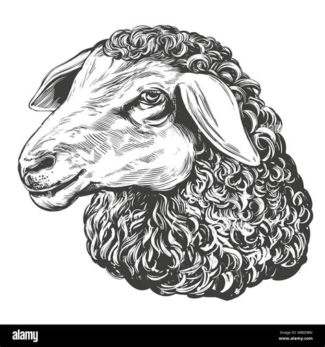 Realistic Sheep Drawing Easy / Realistic sheep drawing at getdrawings.