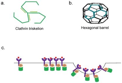 a] The basic functional unit of clathrin cage is clathrin triskelion.... - Figure 1 of 9