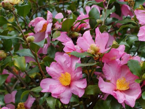 Camellia sasanqua (Sasanqua Camellia) - World of Flowering Plants