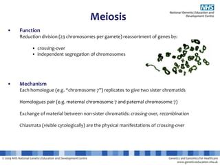 cytology-mitosis-and-meiosis.pptx