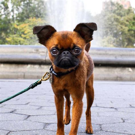 12 Adorable Photos of Brussels Griffon Dogs