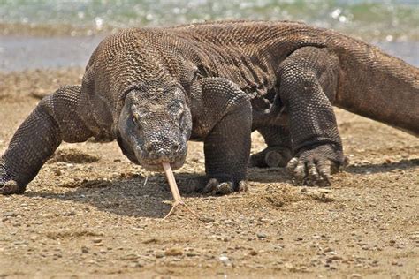 Komodo Dragon Glossy Poster Picture Photo Monitor Lizard Large Scary Cool 1355 | Komodo dragon ...