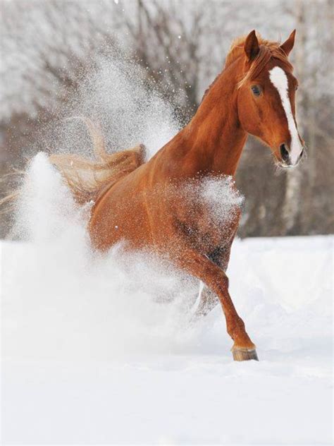 #HORSE##CUT##ANIMALS# | Horses in snow, Horses, Animals beautiful