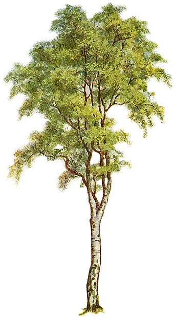 File:Tree-clipart-5.jpg - Wikipedia, the free encyclopedia