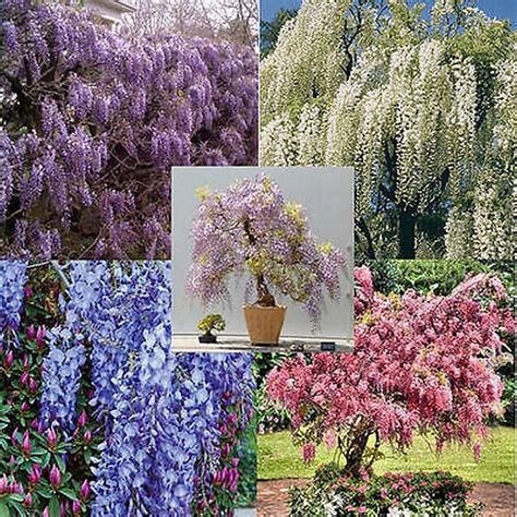 Amazon.com : Wisteria vine 5 colors and varieties 10, 50, 100, 500 or ...