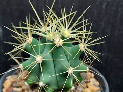 Ferocactus glaucescens