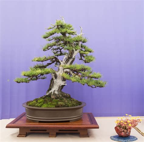 Tree 13: Japanese Larch – Northern Ireland Bonsai Society