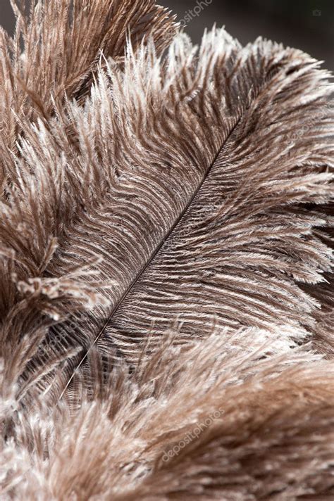 Ostrich feathers — Stock Photo © arievdwolde #3084732