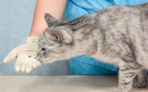 Benadryl For Cats - I Love Veterinary