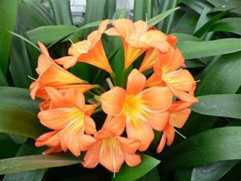 Clivia Miniata - Horticulture