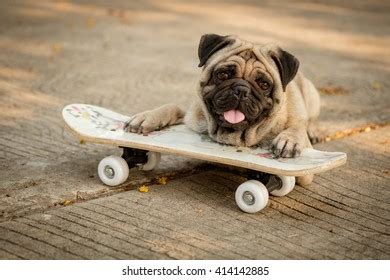 Fawn Pug Dog Playing Skateboard On Stock Photo 412328746 | Shutterstock