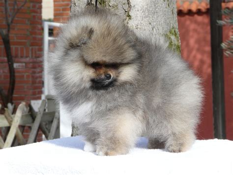 Do Pomeranians Coats Change Color