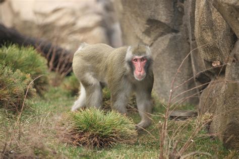 Zoo's Snow Monkey Paternity Test Reveals Surprise Father | Chicago News | WTTW