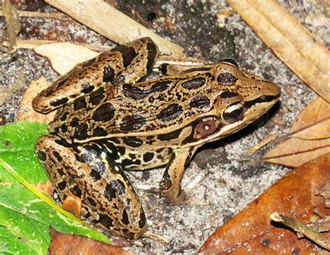 Herping The Florida Leopard Frog - Reptiles Magazine