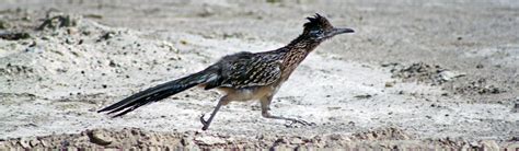 Birds - Death Valley National Park (U.S. National Park Service)