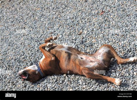 A Boxer Dog in a funny sleeping position Stock Photo - Alamy