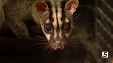 Exactly What is a Banded Palm Civet?