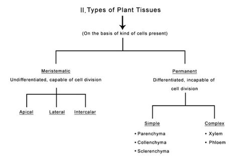 Simple Tissue In Plants