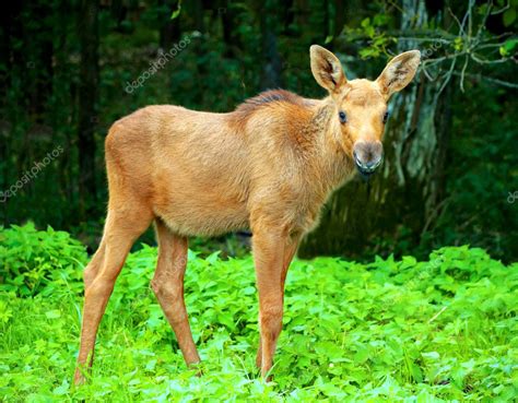 Pictures: baby elk | Baby elk — Stock Photo © VolodymyrBur #4639648