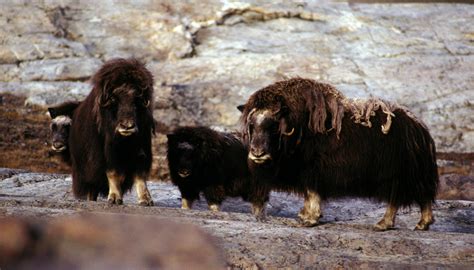 Muskox