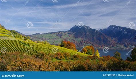 Spiez Vineyards, Switzerland Stock Image - Image of orchard, hillside ...