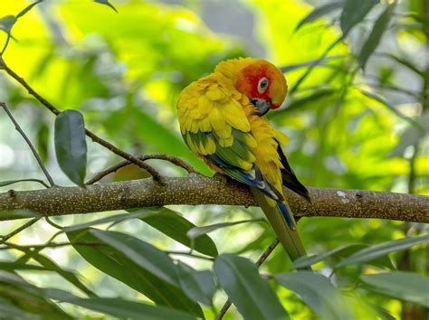 Sun parakeet - Stanley Sutton Photography | Parakeet, Animals, Parrot