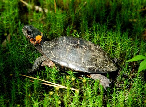 Habitat Preference