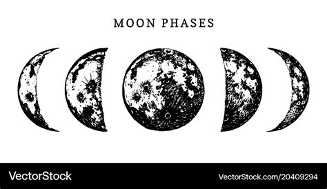 Moon phases image on white background hand drawn Vector Image