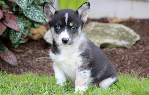 Corgsky (Corgi Husky Mix) Info, Temperament, Puppies, Pictures