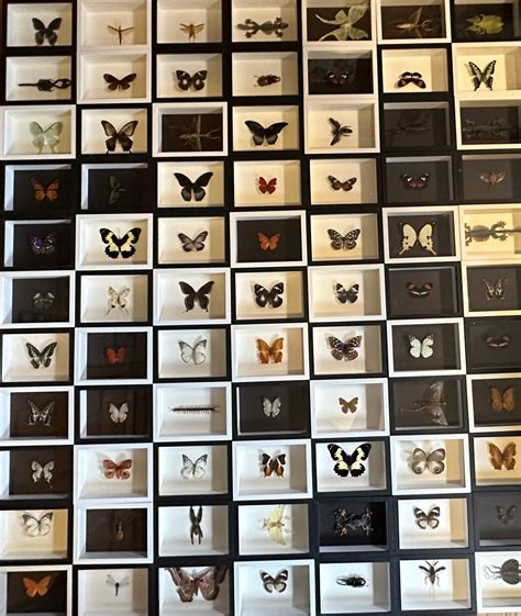 Real White Black Framed Butterfly Moth Insect Taxidermy Home Décor Gift ...