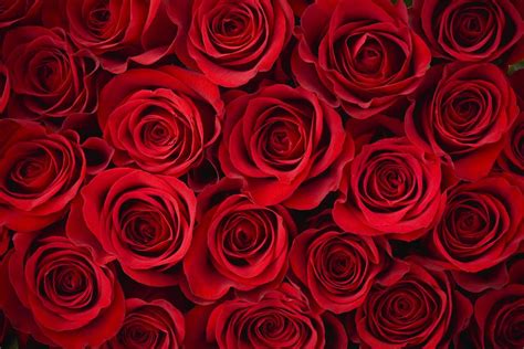 Top 8 Red Roses for Valentine's Day Ideas