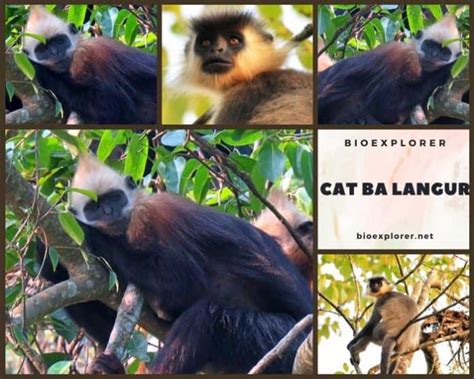 Cat Ba Langur Characteristics | Trachypithecus Poliocephalus Facts