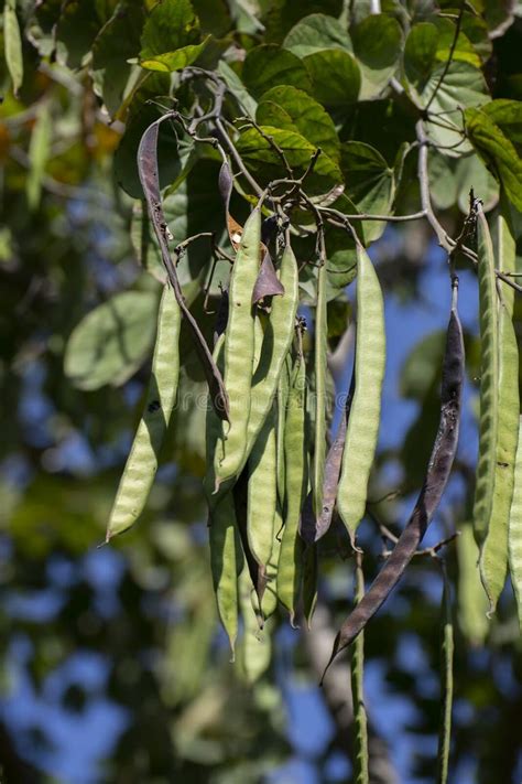 105 Kachnar Tree Stock Photos - Free & Royalty-Free Stock Photos from Dreamstime