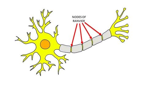 Nodes of Ranvier - definition — Neuroscientifically Challenged