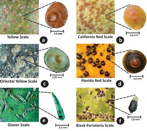 Naked eye and 30× views of armored scale species. (a) Yellow scale,... | Download Scientific Diagram