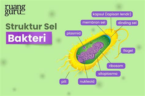 Struktur Bakteri - Homecare24