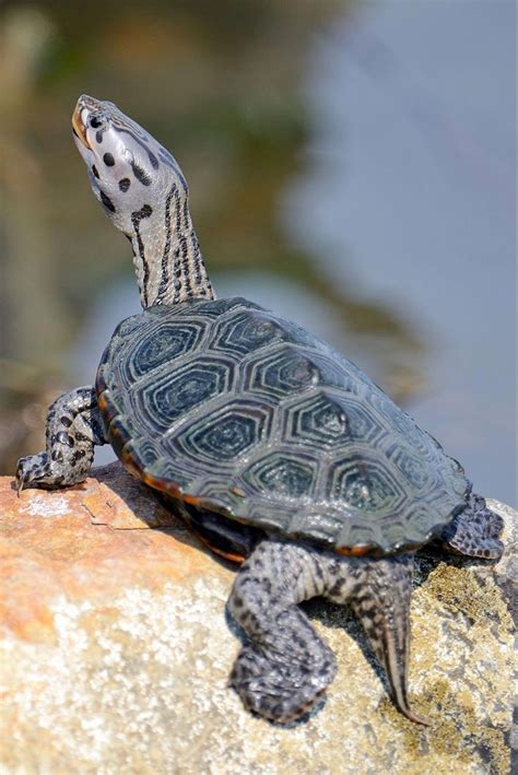 Diamondback Terrapin (Malaclemys terrapin) Maryland Chesapeake Bay ...